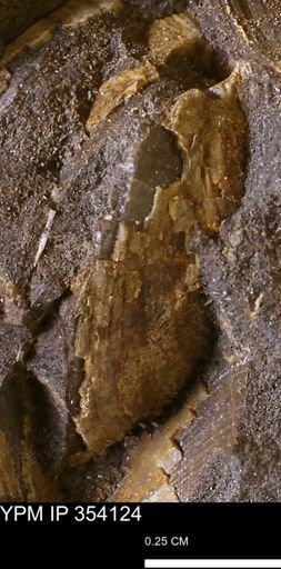 undet. Bivalvia