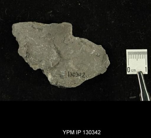 Phacops rana
