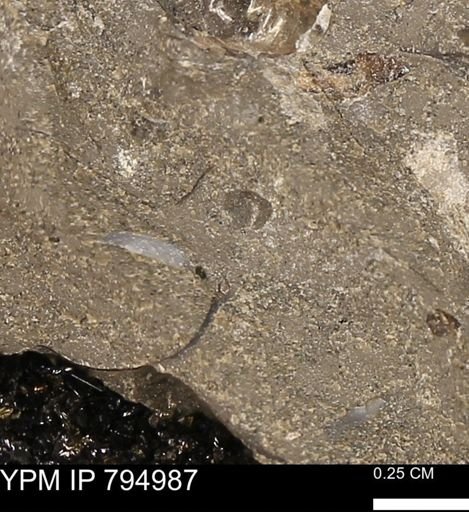 undet. Mollusca