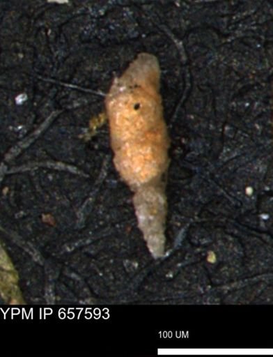 Verneuilinoides hectori