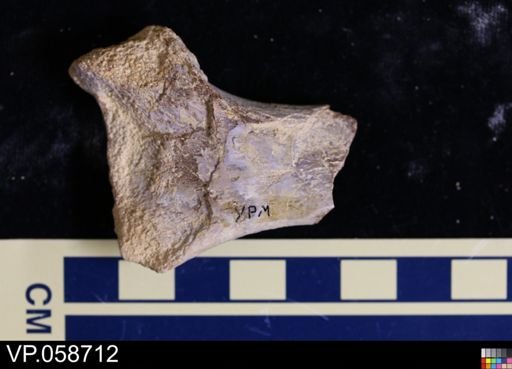 undet. Actinopterygii