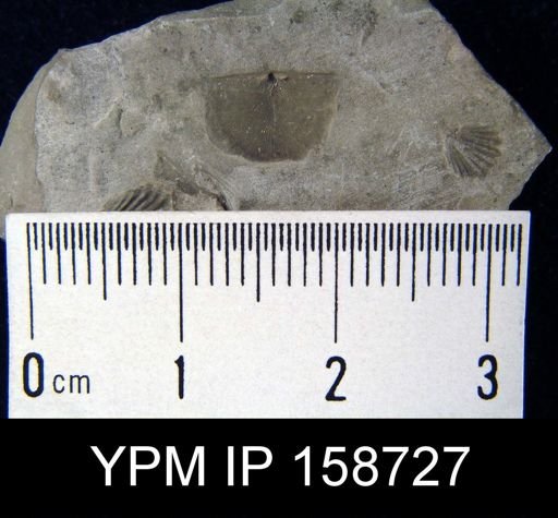 Chonetes primigenius