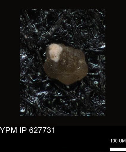 undet. Foraminiferida