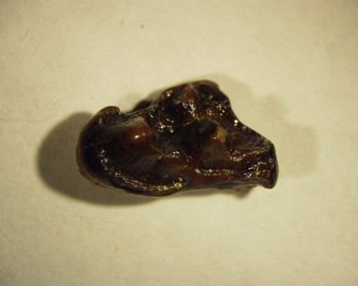 Protictis haydenianus