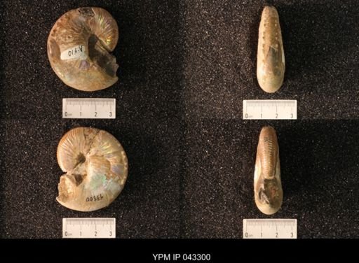 Hoploscaphites nicolletii