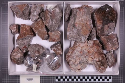 mixed taxa, stratigraphic collection