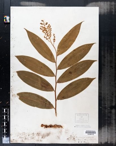 Maianthemum