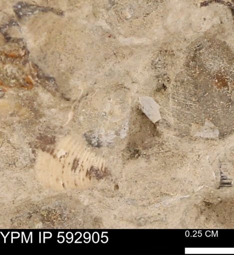 undet. Bivalvia