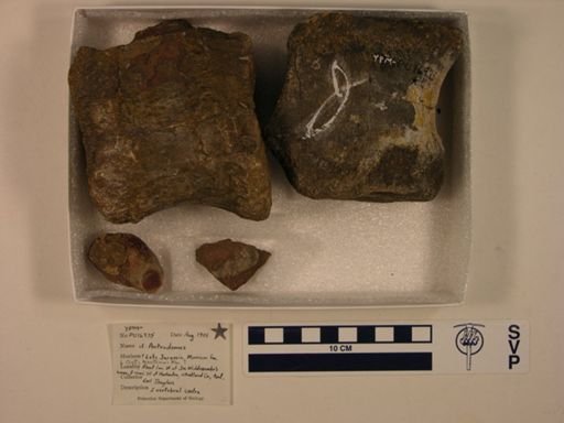 cf. Antrodemus