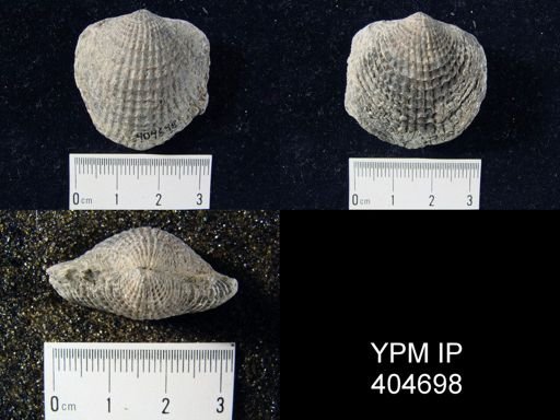 Atrypa aspera