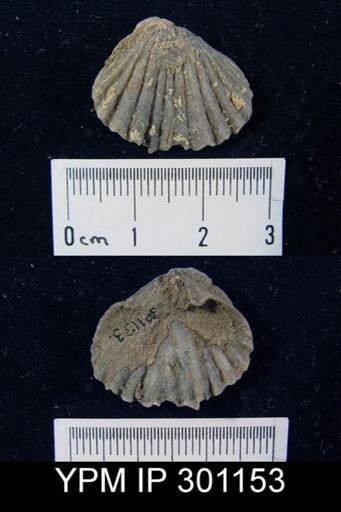 undet. Rhynchonellida