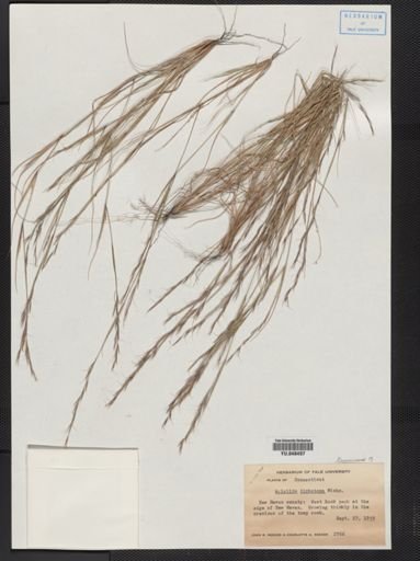 Aristida dichotoma
