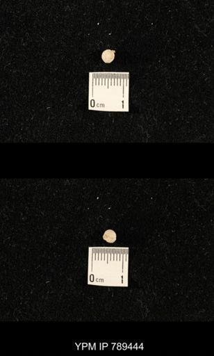undet. Bryozoa