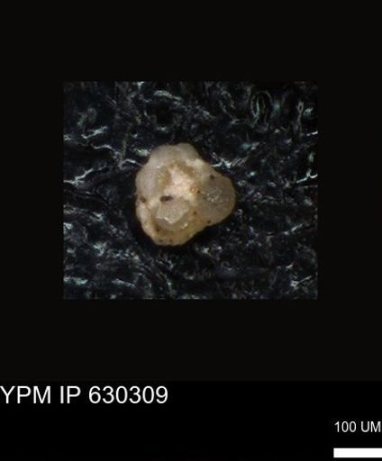 undet. Foraminiferida