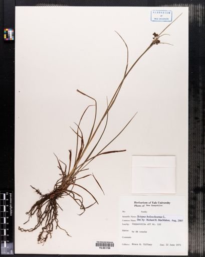 Scirpus holoschoenus