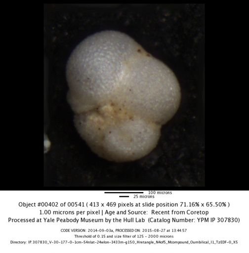 undet. Foraminiferida