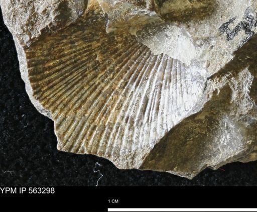 Oxytoma (Hypoxytoma)