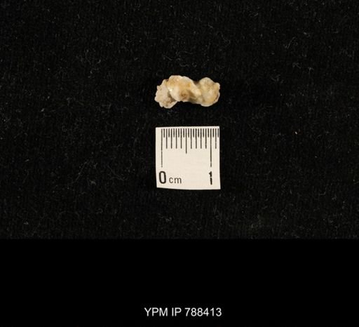 taxon undetermined