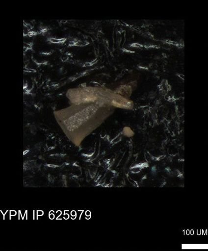 Echinoidea