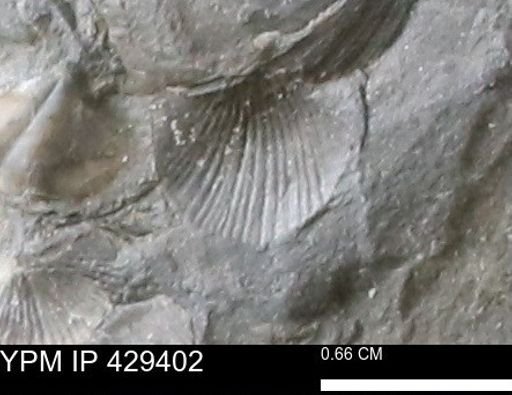 Devonochonetes scitulus