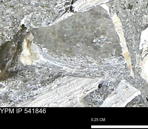 Limopsis striatopunctatus