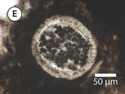 Variomargosphaeridium gracile