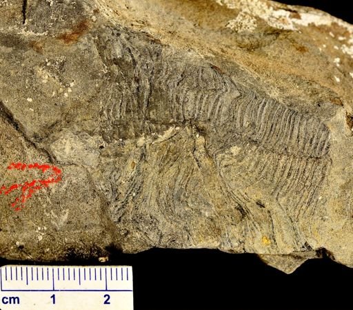Calamites sp.