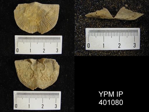 Hebertella sp.