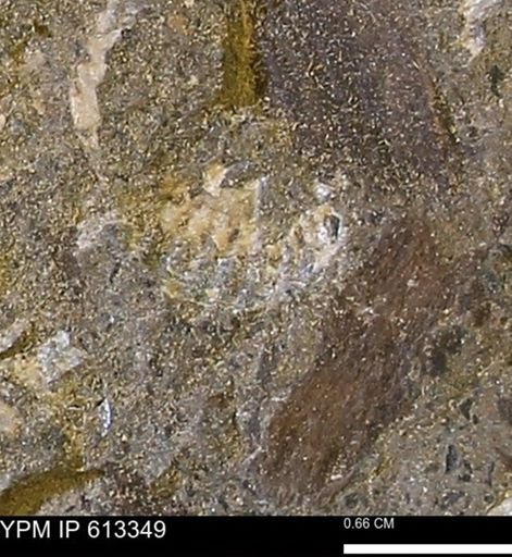 Scaphites sp.