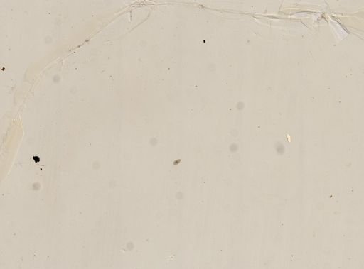 Paramecium