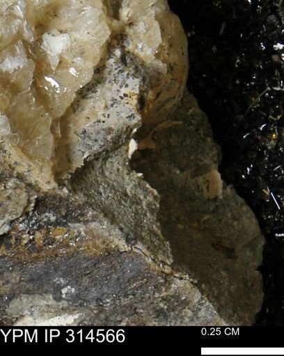 undet. Mollusca