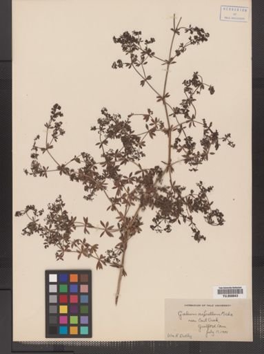 Galium asprellum