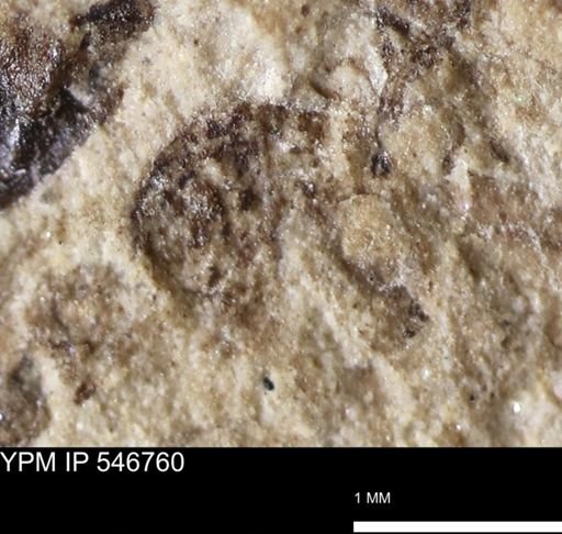 undet. Insecta