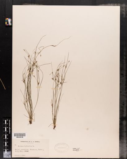 Plantae
