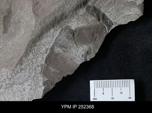 undet. Eurypterida