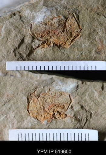 Chauvelicystis sp.