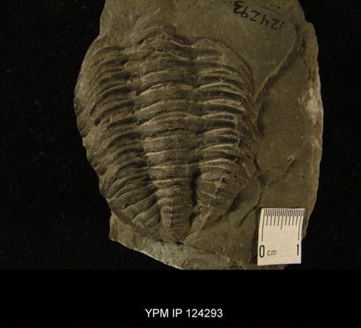 Phacops rana