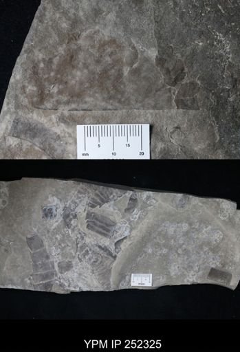 undet. Eurypterida