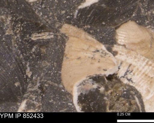 Limopsis striatopunctatus