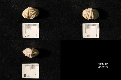 Platystrophia elegantula