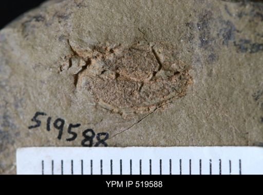 undet. Cornuta