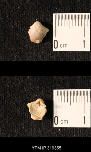 Ambocoelia planoconvexa