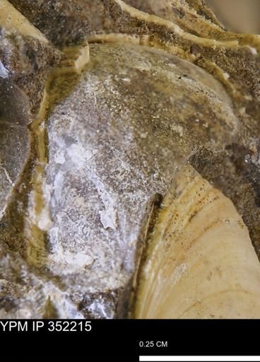 undet. Bivalvia