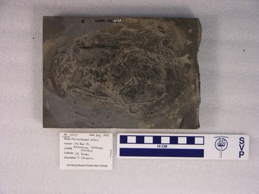 Pterichthyodes milleri