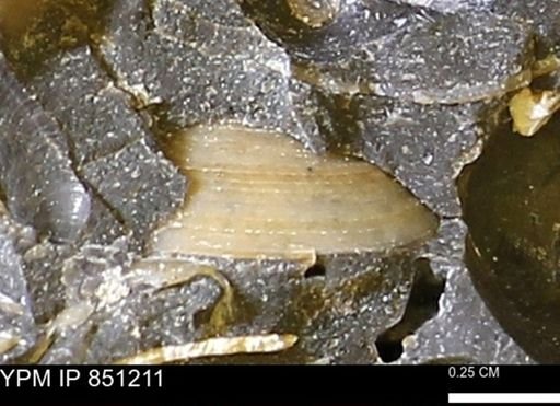 Limopsis striatopunctatus