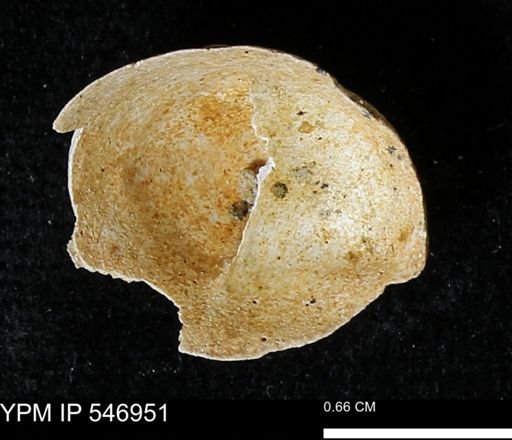 Crepidula fornicata