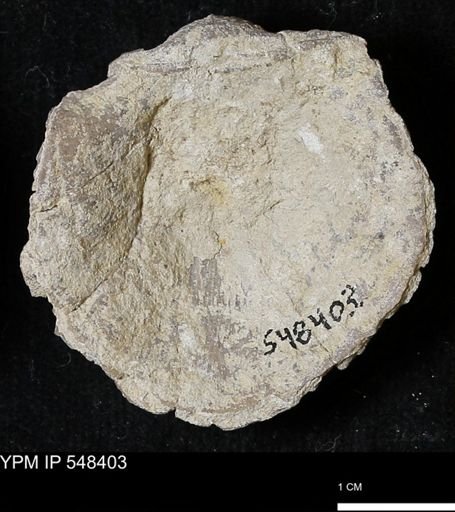 Stropheodonta callawayensis