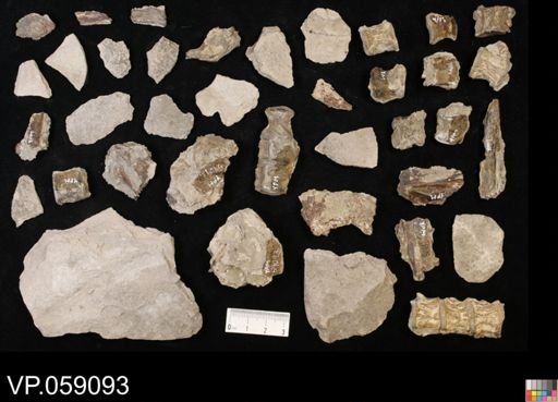 undet. Aulopiformes