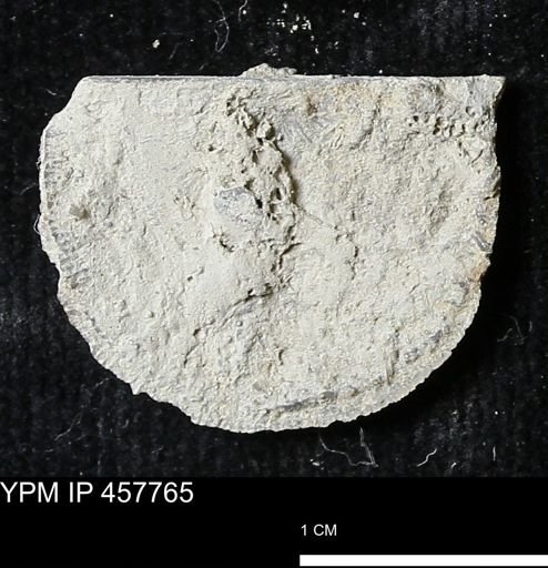 Strophodonta sp.