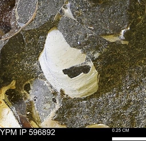 undet. Bivalvia
